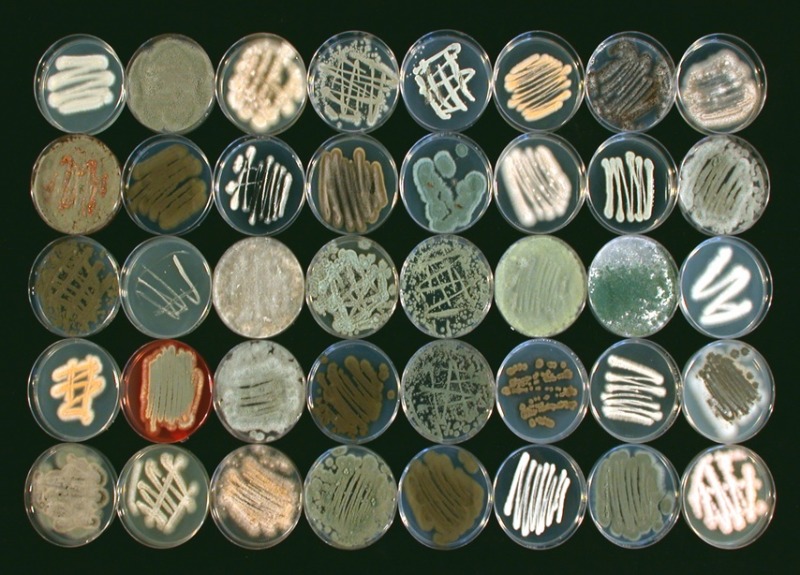  An environmental fungal collection 