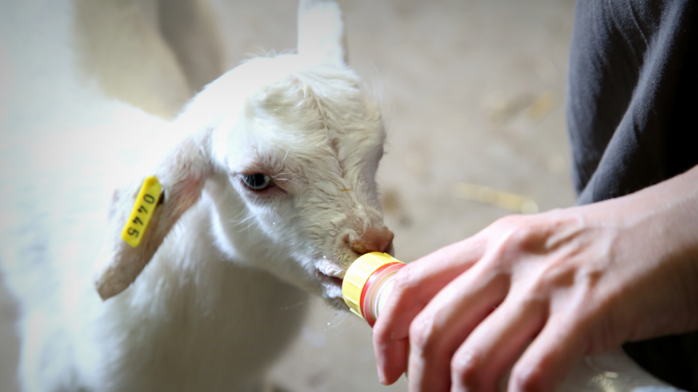 animal-sciences-image.png