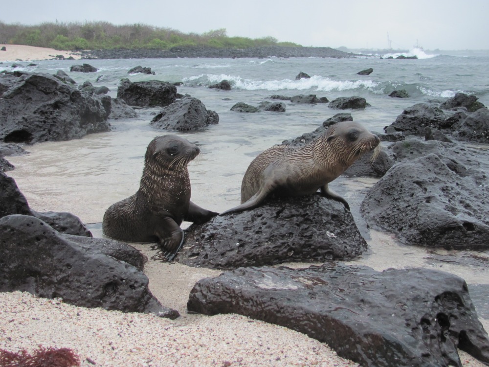 seals
