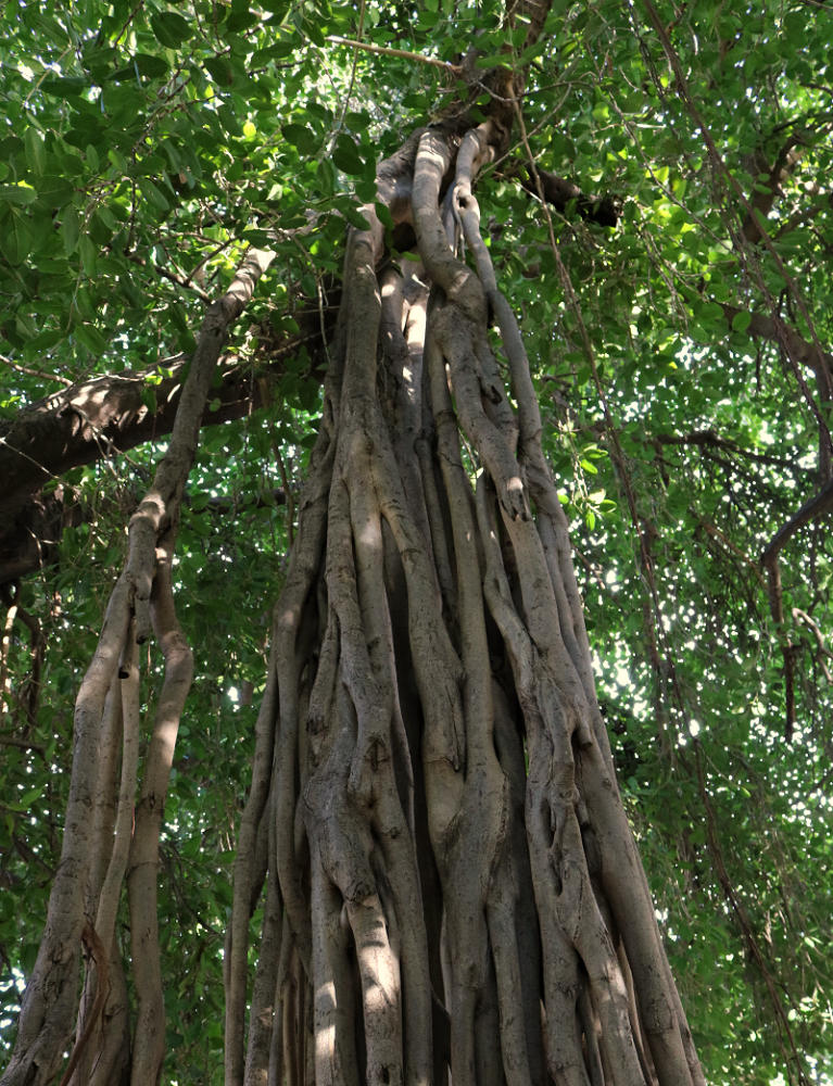ficus