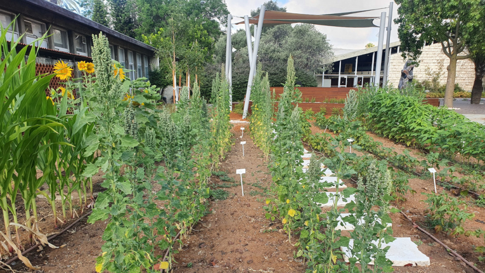 folmans-garden-herbs.jpg