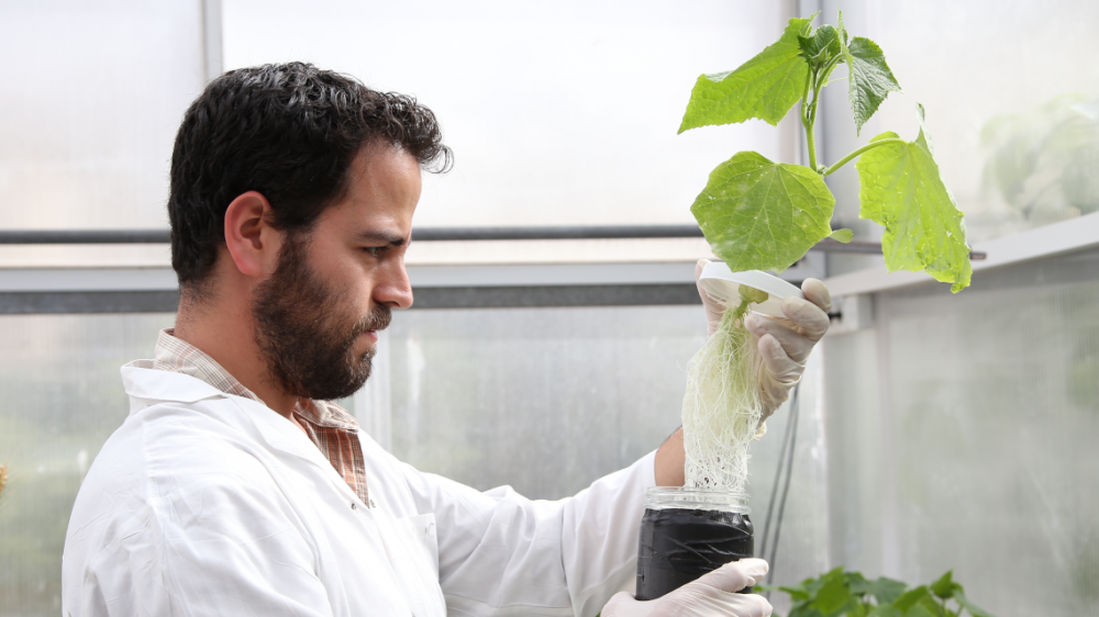 plant-sciences-image.png