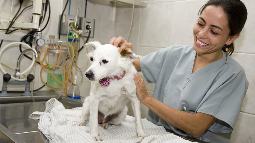 veterinary-image.png