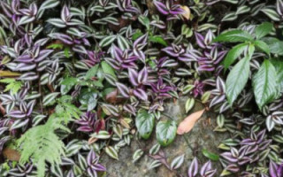 adam-lampert-algorithm-against-invasive-species.jpg
