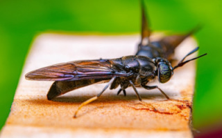 black-soldier-fly-zarkor.jpg