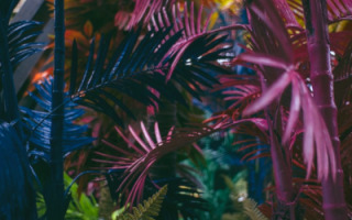 diversity-in-plants-zarkor.jpg