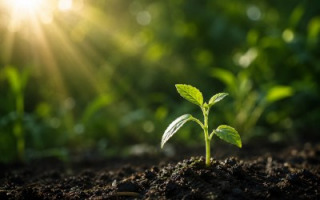how-plants-channel-energy-to-heal-damaged-tissues.jpg