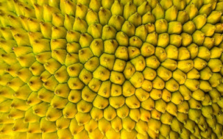 jackfruit.jpg