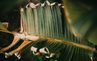plant-disease-2023.jpg