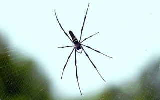 spider.jpg