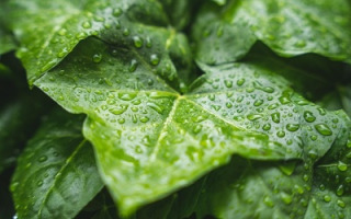 the-importance-of-rain-timing-for-plant-reproduction.jpg