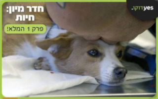 vet-hospital-new-series-on-yes-docu-2024.jpg