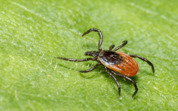 bacteria-hidden-hand-in-tick-survival.jpg