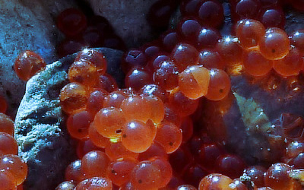 איך דגים בוחרים את יום ההולדת שלהם fish-eggs.jpg