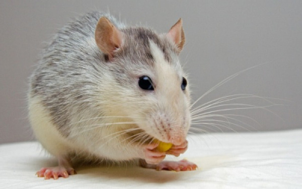 בעלי חיים מקודדים מחבואי מזון lab-rat.jpg