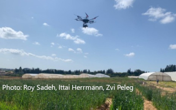 wheat-varieties-with-better-drought-resilience.jpg
