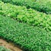 experimental-farm-plantation.jpg