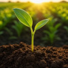seeds-of-tomorrow-podcast-link.jpg